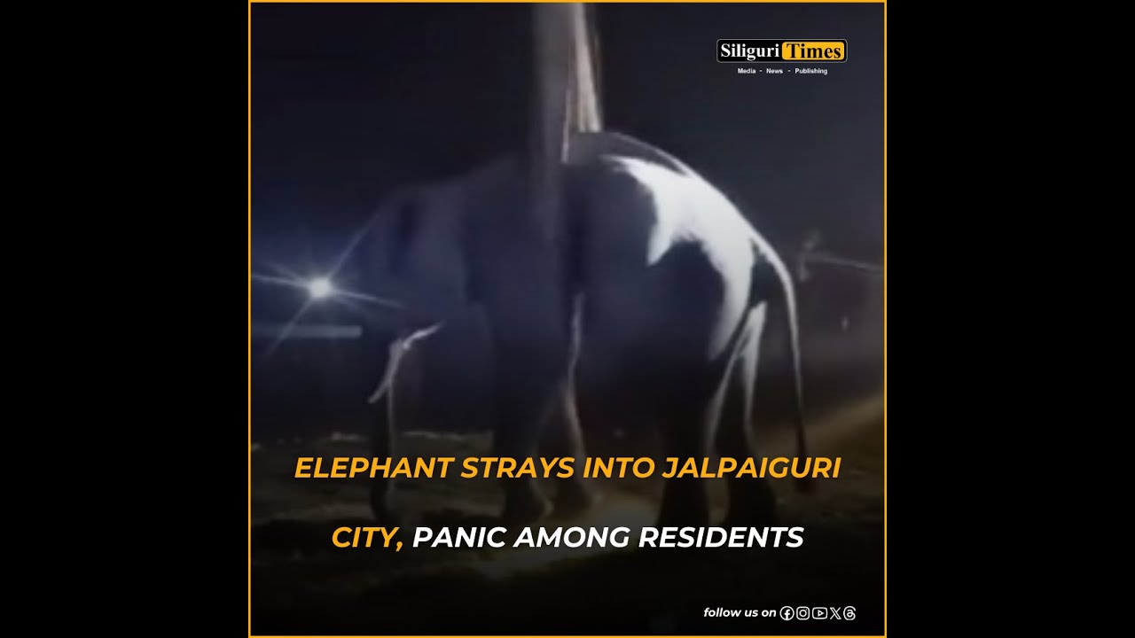 В город Джалпайгури забрел слон, среди жителей царит паника всю ночь (на бенгальском языке)