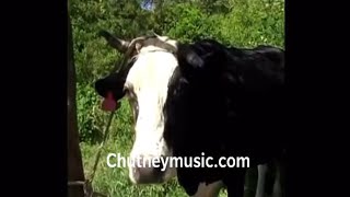 The Cow kick down the bucket of Milk  | Mr Ramchand - Jairam Dindial (Chutney Soca)
