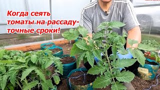 Когда Посеять Помидоры На Рассаду- Точные Сроки, Проверенные Временем!