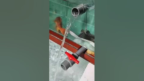 Cá đuối ó & cá mú đỏ đặc sản Côn đảo #february2020