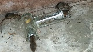 Water Glass Mouse Trap,New Type of Mouse Trap,good idea mouse trap,Easy Mouse Trap