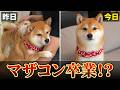 様子がおかしい・・・急変した「ママ命」の柴犬・・・