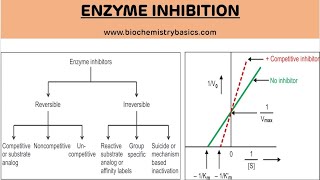 Enzyme Inhibition and It's Types | Enzyme Inhibition | Biochemistry
