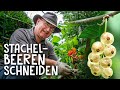 So schneidet man Stachelbeeren richtig! 🍇✂️- Tipp für den Rückschnitt | Stachelbeeren schneiden