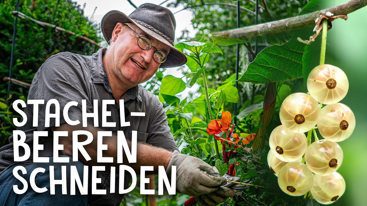 Einen Pfirsichbaum richtig schneiden | MDR Garten