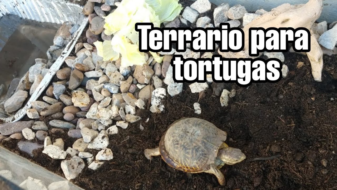 Como hacer Terrario para tortugas // Casa para tortugas - YouTube