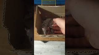 Крысиная семья: новый крысенок