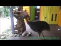 Cassowary walks in to our house the day after Cyclone Ita in April 2014