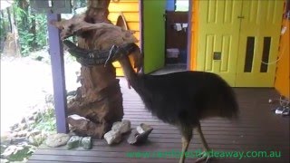 Cassowary walks in to our house the day after Cyclone Ita in April 2014