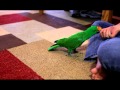 Simon Bird Clicker Training Simon Bird Clicker Training