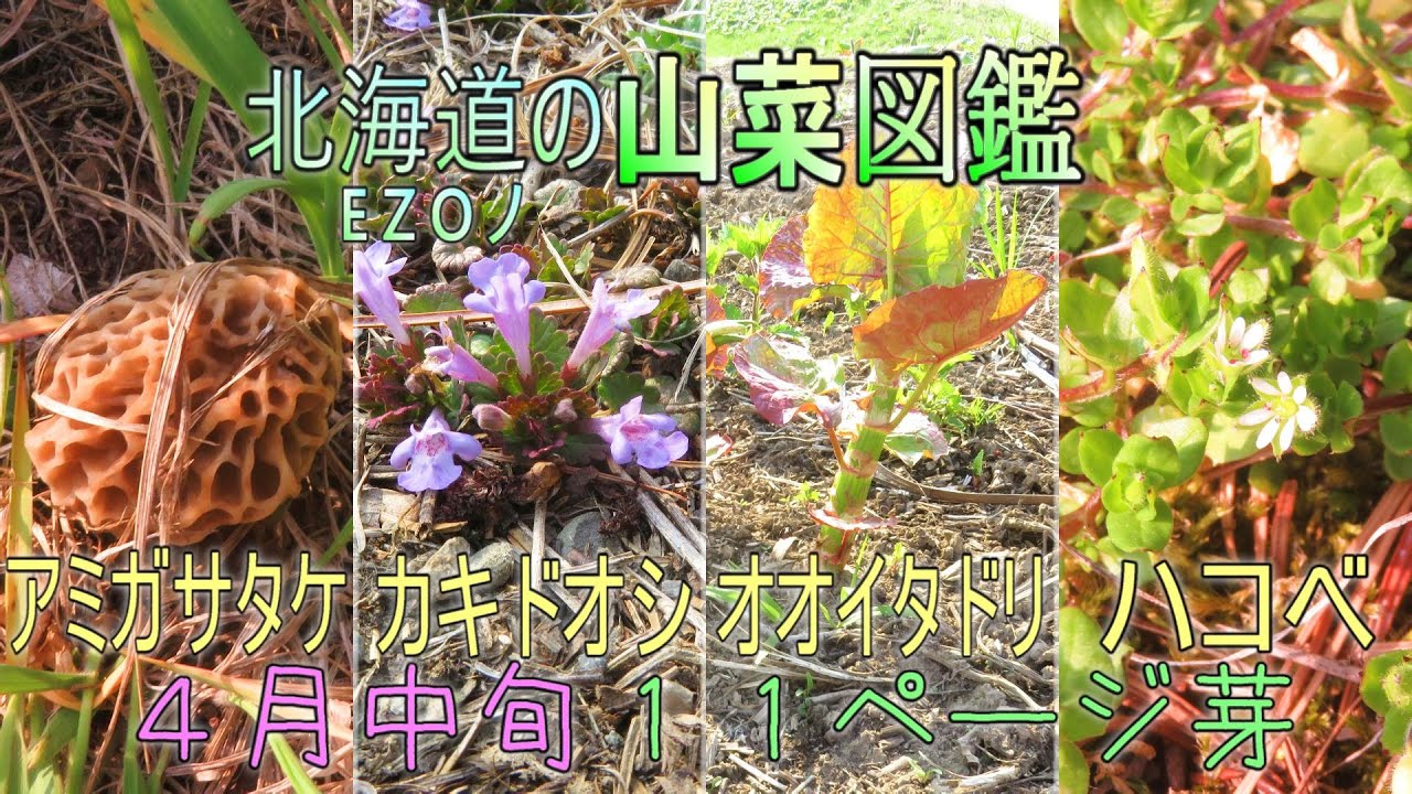 Permanent edition Hokkaido wild vegetable encyclopedia [EZO wild