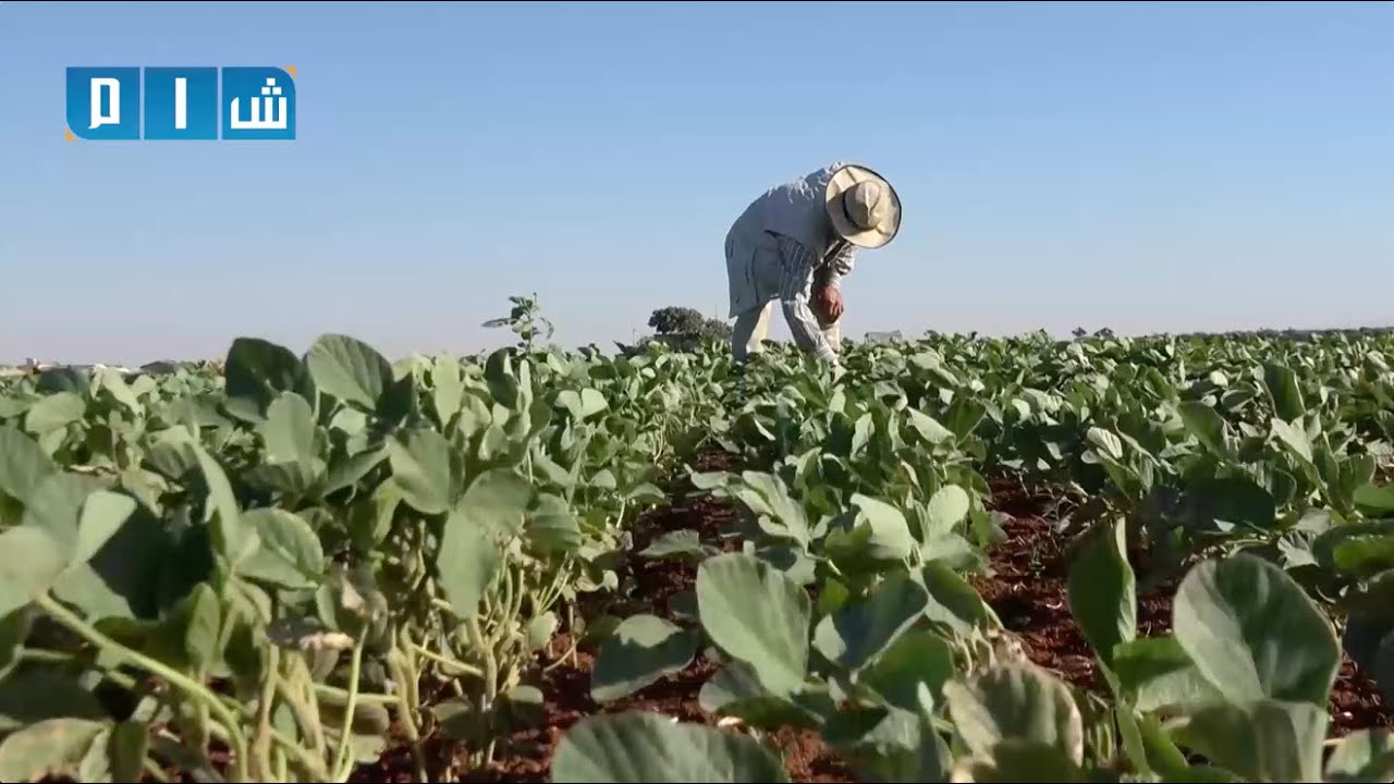 بجهود مزارعين من ريف حماة..  زراعة فول الصويا تشهد عودتها للشمال السوري بعد اندثارها