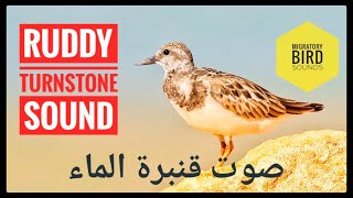 صوت قنبرة الماء || Ruddy Turnstone Sound