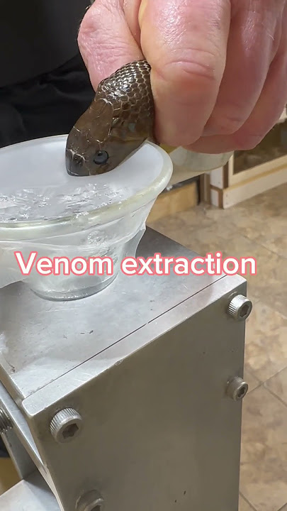 Inland taipan venom extraction! #venomous #venomoussnake  #taipan