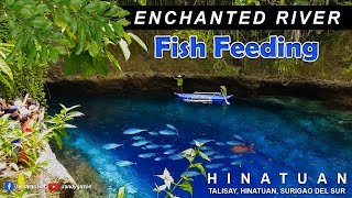 Enchanted River   Fish Feeding Time l Hinatuan Surigao Del Sur