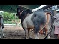 Cow for sall #លក់អស់ហេីយ. កូនឡាយប្រាម៉ានតំលៃក្រោម១ពាន់មានស្តុបវិញហេីយ​ 0962060023/0888058803