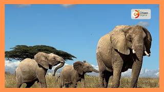 Serikali imeazimia kuwatuma wataalamu wa wanyamapori ili mzozo kati ya wanayamapori na binadamu