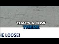 Cow dodges authorities on I-90 near Buffalo, NY