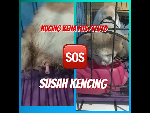 Video: Cara Merawat Cystitis Pada Kucing