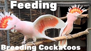 What to Feed Cockatoos when Breeding | Galah Cockatoo | Major Mitchell Cockatoo