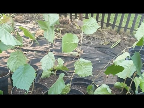 Фундук Барбакан БС.