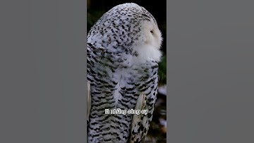 Khám Phá Thế Giới Thiên Nhiên và Động Vật - Loài Chim Cú Mèo