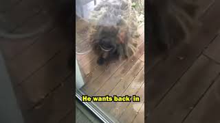 What Is This Sheep Doing In His House?