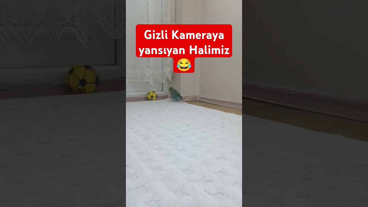 Kendi Kendine Konuşup Oynuuyor 😂 #muhabbetkuşufıstık #muhabbetkuslari #muhabbetkuşu #birds #parrot