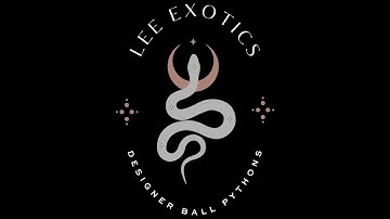 2023 Ball Python Hatchlings available on Morph Market