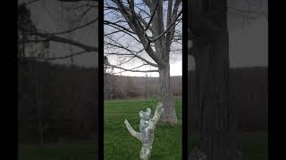 Google 3D: Koala Having  A Picnic