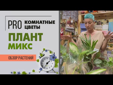 Плант микс уход в домашних условиях фото