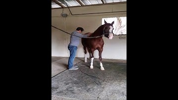 Equine  Rolfing session 2 on an injured horse.