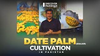 Date Palm (Khajur) Cultivation In Pakistan | Kissan Ka Pakistan | Discover Pakistan TV