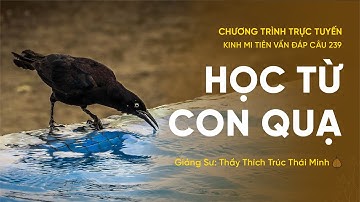 🔴 "Học từ con quạ" - câu 239 Kinh Mi Tiên Vấn Đáp | Thầy Thích Trúc Thái Minh
