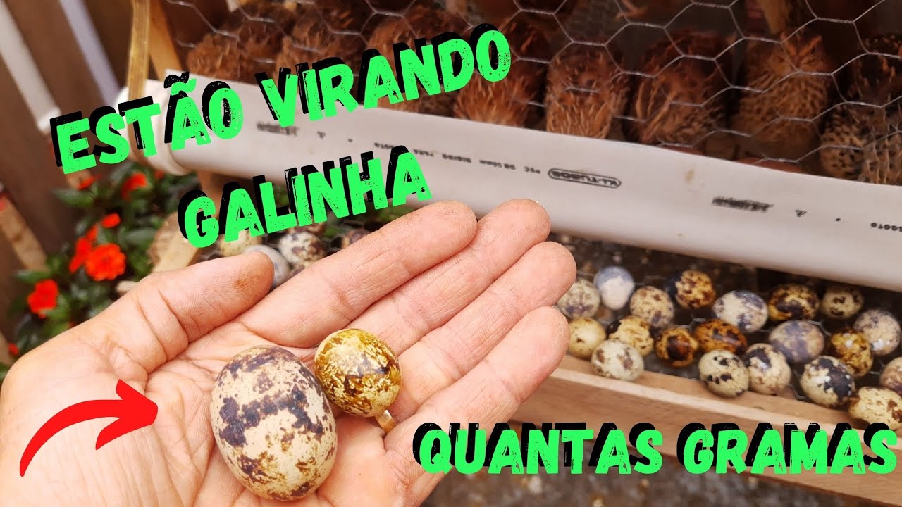 Um Ovo De Codorna Equivale A Quantos De Galinha - RETOEDU
