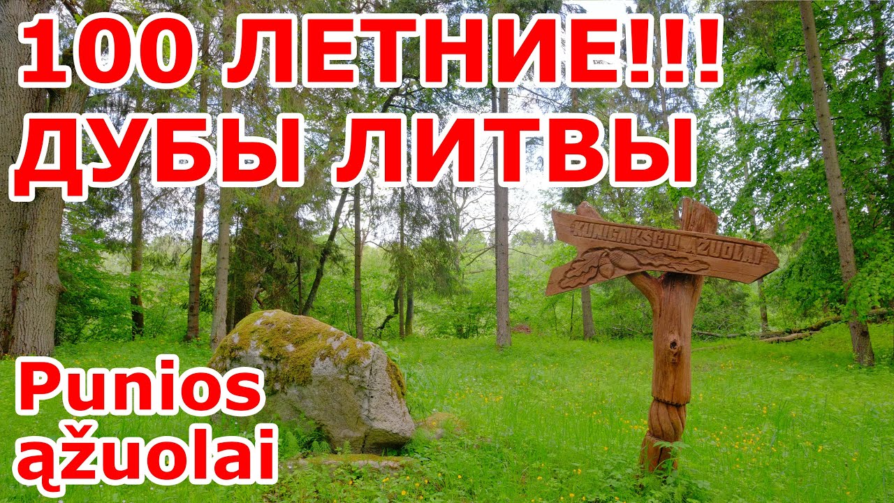100 летние дубы в Литве! Punios šilo ąžuolai
