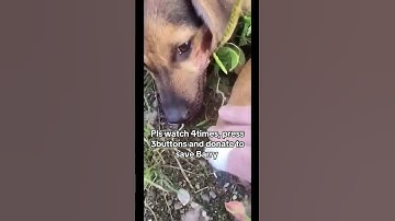 please don’t give up on me.🧡 Help us fight for him. Link in bio to donate. Every penny helps.