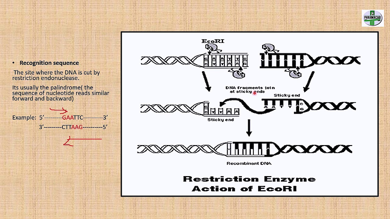 rDNA Part 1/3 | Biochemistry Biotechnology | GPAT NTA | B Pharmacy PCI