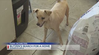 Clear the Shelters: Blitzens search for a home