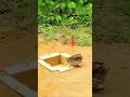 Easy and Effective DIY Techniques for Building Unbelievable Quail Trap With Wood and cans #short😱