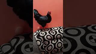 কি একটা অবস্থা দেখ বন্ধুরা 🥰🥰🥰🥰 #shorts #shortvideo #actv #funny