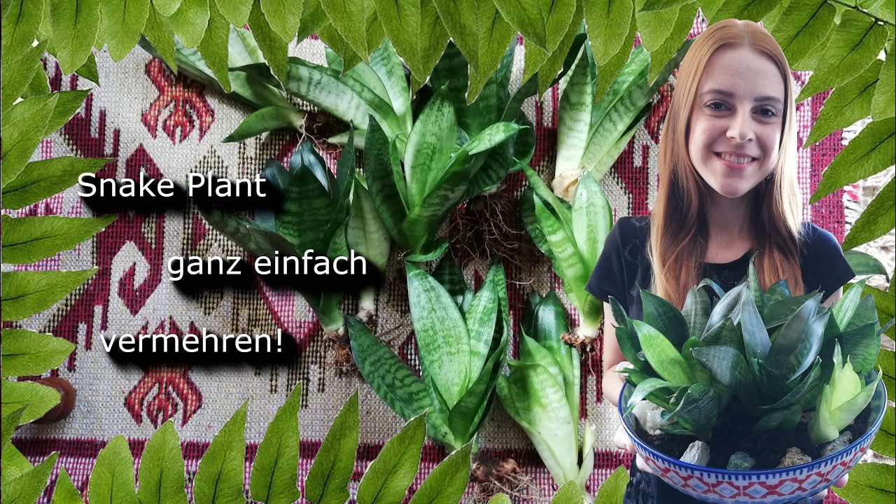 Bogenhanfableger richtig abtrennen | Snake Plant| Sansevieria