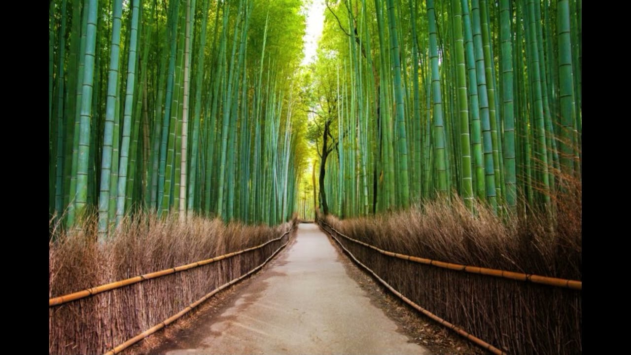2024 Japan, Kyoto, Arashiyama Bambuswald