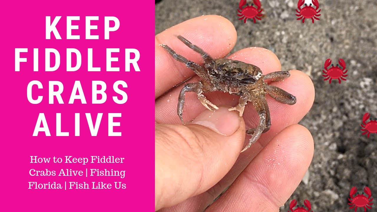 How To Keep Fiddler Crabs Alive | Fishing Florida | Fish Like Us