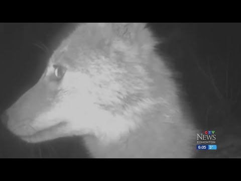 Curious coyote steals Edmonton family's camera