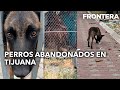 Perros abandonados en Tijuana