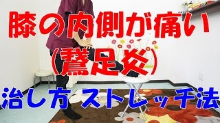 ひざの内側が痛い(鵞足炎)ときの治し方　ストレッチ法　和泉市の整体『きもと整骨院』