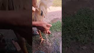 ពូជមាន់ជល់មិនដែលចាញ់