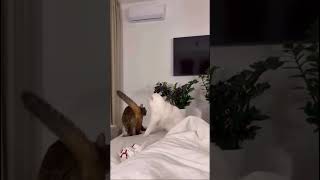 Ohh silly cat #cat #cute #birds #kitten #funnycat #shorts #cartoon