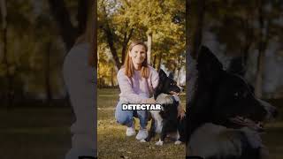 Los Perros Tienen un Superpoder Real 🐶👃